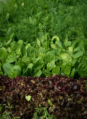Lettuce green leaves, Romaine lettuce,  dill, parsley grows in the soil. Organic salad, ready to be harvested. Fresh lettuce leaves background. Salad plant close-up