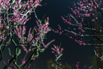 夜の梅の花