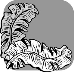 Banana leaves decorative vector elements for banner design, greeting card, holiday poster. Hand drawn illustration, botanical summer vacation theme. Nature ecological, romantic garden. relaxing spa.