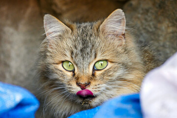 cute hypoallergenic stray cat with mouth injury,siberian cat,Hypoallergenic breed of cat