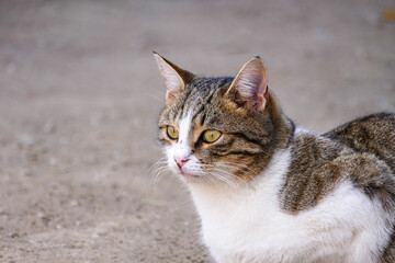 Naklejka na ściany i meble a cat spying on its prey, a cat waiting for a mouse with its ears pricked,