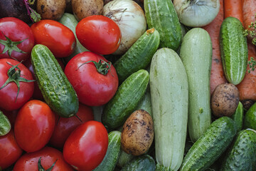 Organic vegetables on green grass on the farm. Growing organic products. Harvesting. Farming concept. Fresh crops, tomatoes harvest, carrot, potato, cucumbers, outdoors
