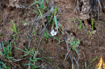 Flower spoon leaved sundew plant ,Fraser island Spatula sundew , Drosera burmannii Vahl, it's carnivorous plant.