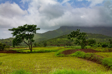 Fototapeta na wymiar farming in India during monsoon