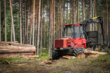 Red heavy duty tractor gathering tree trunks after wood cutting for sanitary cleaning with tree...