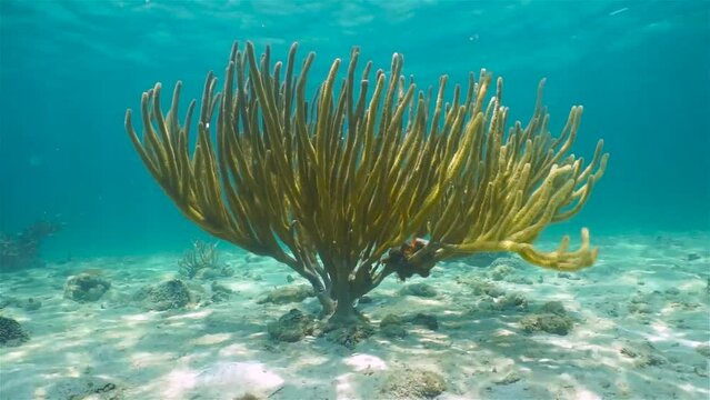 Soft coral underwater, porous sea rod gorgonian octocoral, Pseudoplexaura porosa, Caribbean sea, 59.94fps