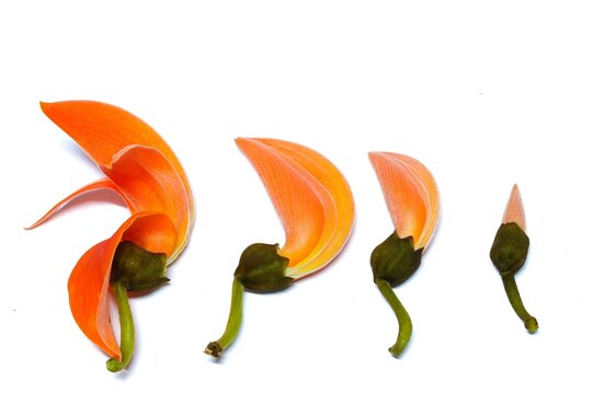 Orange flowers arranged in order on white background