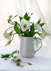 Beautiful Bouquet of White Alstroemeria Flowers in white jug on table. Floral decor of home interior.