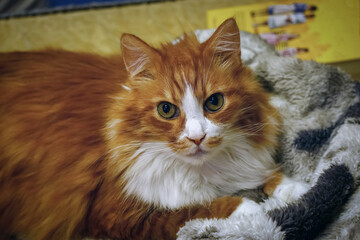 Ginger furry cat with long whiskers and pointy ears laying on home bathrobe on yellow sofa looking straight into the camera