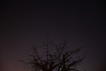 silhouette of a tree in front of a beautiful night sky full of stars