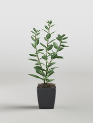 Obraz na płótnie Canvas Single house plant in white studio. Isolated decotrative potted plant. 3d rendering