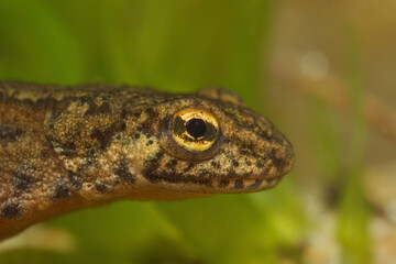 Closeup on the head and eye of an adult European Crpathian newt, Lissotriton montandoi