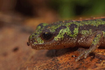 Closeup of the colorful green but endangered Portuguese marbled newt, Triturus pygmaeus