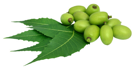 Medicinal neem leaves with fruit - 575274105