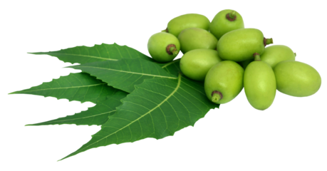 Medicinal neem leaves with fruit