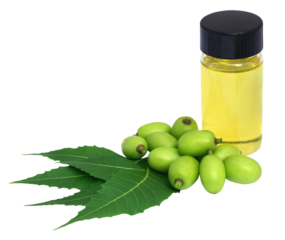Medicinal neem extract with fruits and leaves