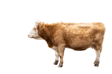Stoff pro Meter brown and white cow with horns, transparent background, png © © Raymond Orton