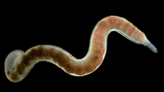 Oligochaeta worm under a microscope, class Clitellata, Phylum Annelida. Sample found in Barents Sea