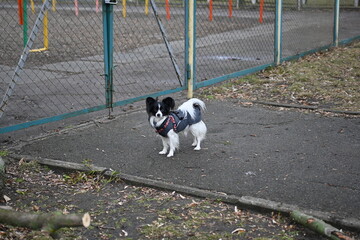 pet papillon dog dressed in cold cloudy weather, papillon dog against the background of a gray gloomy city