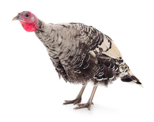 Dark turkey isolated.