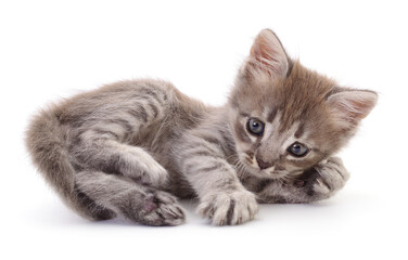 Kitten on white background.