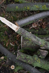 spring pruning of trees, cut tree trunks, moss-covered arbor trunks, cut branches of shrubs,...