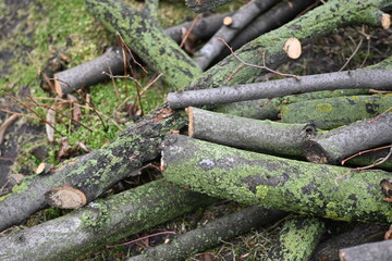 spring pruning of trees, cut tree trunks, moss-covered arbor trunks, cut branches of shrubs, mistletoe on branches, sanitary pruning of trees, trimming trees, pruning trees, gray logs of wood	
