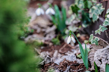 At the end of February the snowdrops are in bloom.

