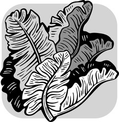 Banana leaves decorative vector elements for banner design, greeting card, holiday poster. Hand drawn illustration, botanical summer vacation theme. Nature ecological, romantic garden. relaxing spa.