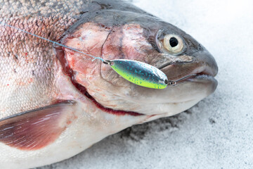 Rainbow trout caught fly fishing tackle. Angler releasing trout. Trout fish caught on the spinner...