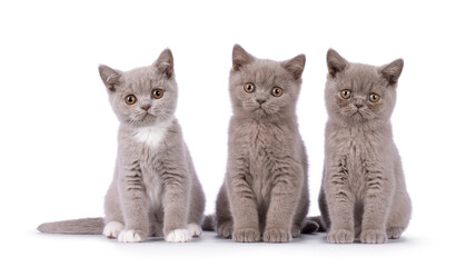 Row of 3 British Shorthair cat kittens, siting beside each other. All looking towards camera. Isolated on a white background.