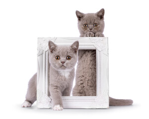 Cute duo of lilac British Shorthair cat kittens, sitting behind and through a empty white picture frame. Both looking straight to camera. Isolated on a white background.