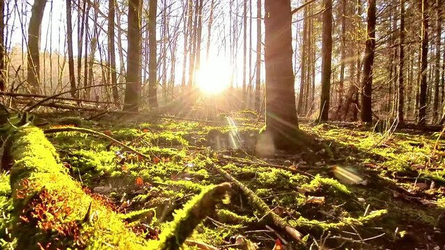 Wald, Forst, Moos, Sonnenstrahlen, Drohne, Natur, Baumst&auml;mme, Tierkamera, Perspektive, Vogelgezwitcher, Idylle, Flora, Fauna