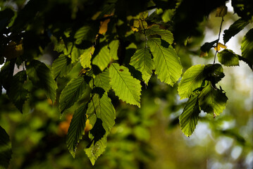 LEAVES IN THE PARK - Natural environment in the sunshine