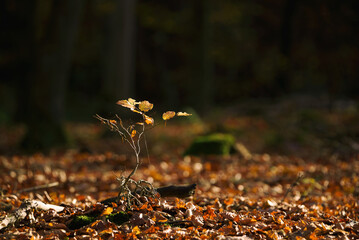 AUTUMN LITTLE TREE - A colorful season in the beech forest