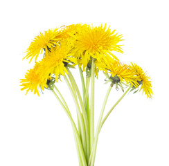 Small bouquet of Dandelion flowers isolated on a white background. Selective focus. - 575282180