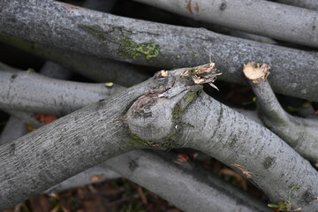 spring pruning of trees, cut tree trunks, moss-covered arbor trunks, cut branches of shrubs,...
