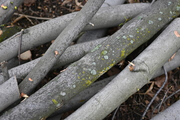 spring pruning of trees, cut tree trunks, moss-covered arbor trunks, cut branches of shrubs,...