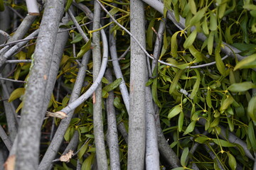 spring pruning of trees, cut tree trunks, moss-covered arbor trunks, cut branches of shrubs, mistletoe on branches, sanitary pruning of trees, trimming trees, pruning trees, gray logs of wood	
