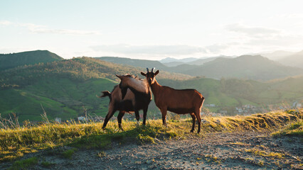 Goats in the nature at sunset light