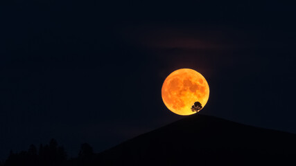 Fullmoon behind tree, Arni, Emmental, Switzerland