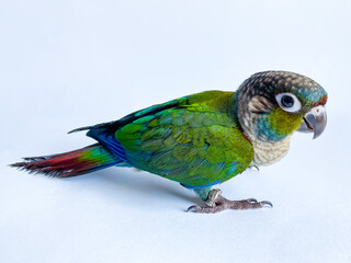 Crimson bellied conure parrot in the white background