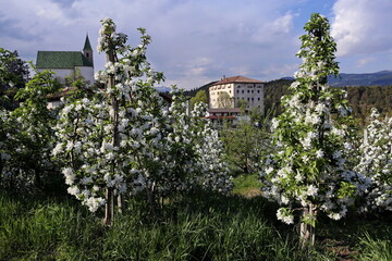 Fototapeta na wymiar Apple blossom in South Tyrol, Italy