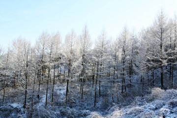 a snowy forest