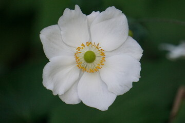 white anemone flower