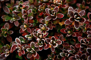 frost on the azalea leaves