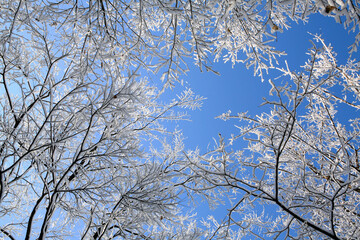 snow on the branches