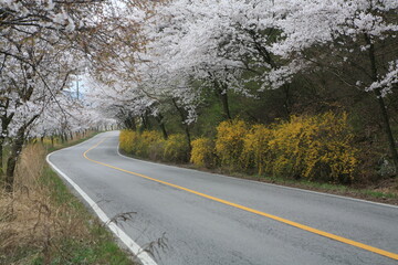 road in spring