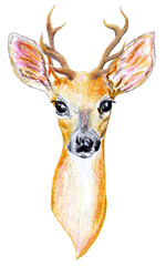Deer pencil sketch