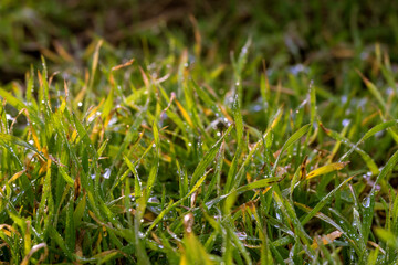 Last year's grass. Completion of Life Cycle, the end of vegetation. Grass after the snow melts in February. Natural green background